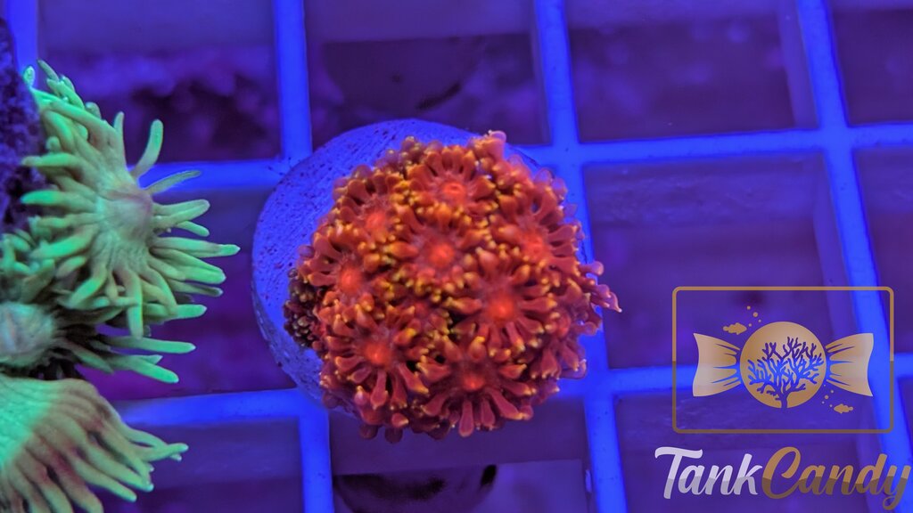 BLA Crown of Thorns Goni WYSIWYG GF7