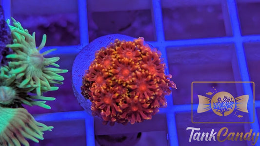 BLA Crown of Thorns Goni WYSIWYG GF7