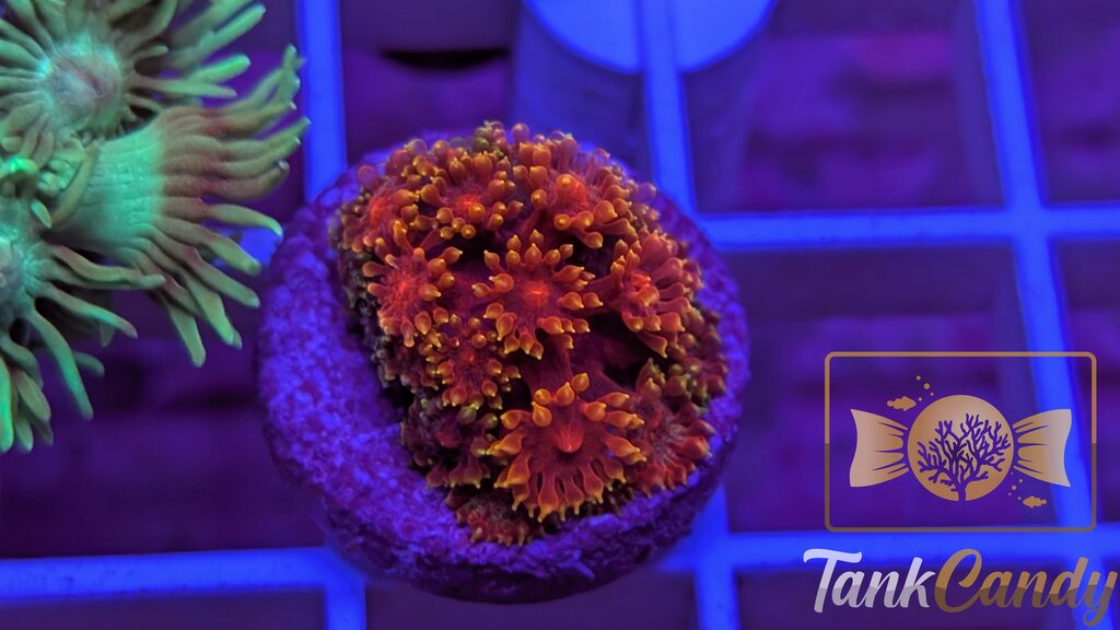 BLA Crown of Thorns Goni WYSIWYG GF9