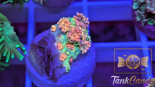 SBB Treasure Chest Goni WYSIWYG GG2