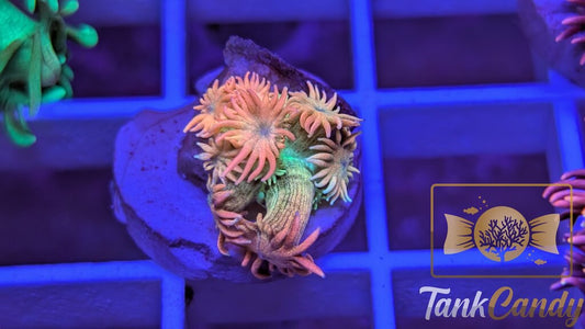 SBB Treasure Chest Goni WYSIWYG GG5