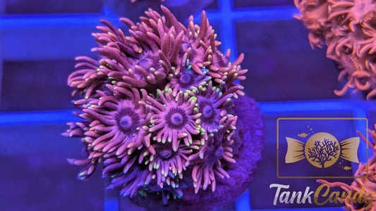 RAS Red Light District Goni WYSIWYG GH5