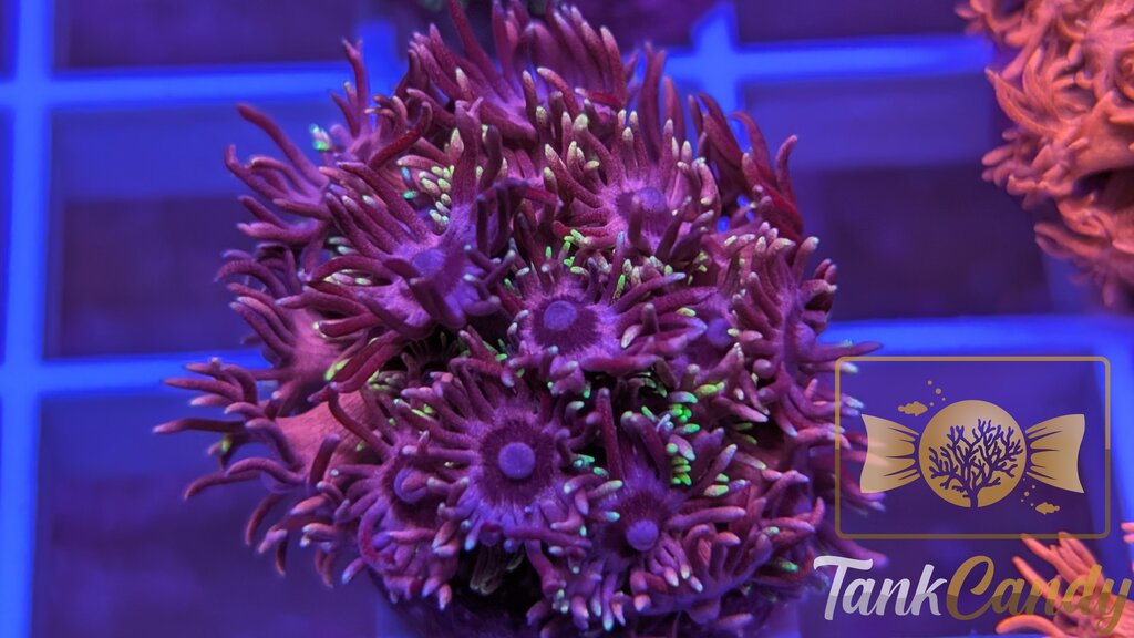 RAS Red Light District Goni WYSIWYG GH6