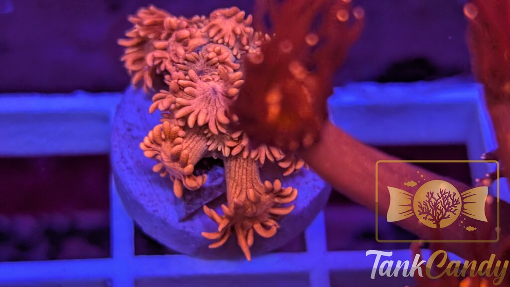 TC Bubblicious Goni WYSIWYG GI1