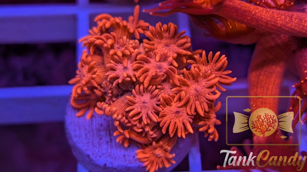 TC Bubblicious Goni WYSIWYG GI2