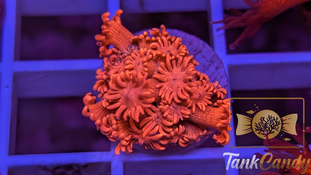 TC Bubblicious Goni WYSIWYG GI3