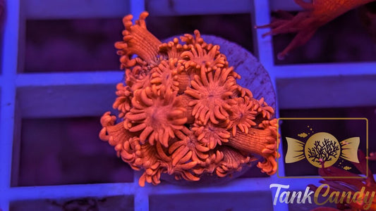 TC Bubblicious Goni WYSIWYG GI3