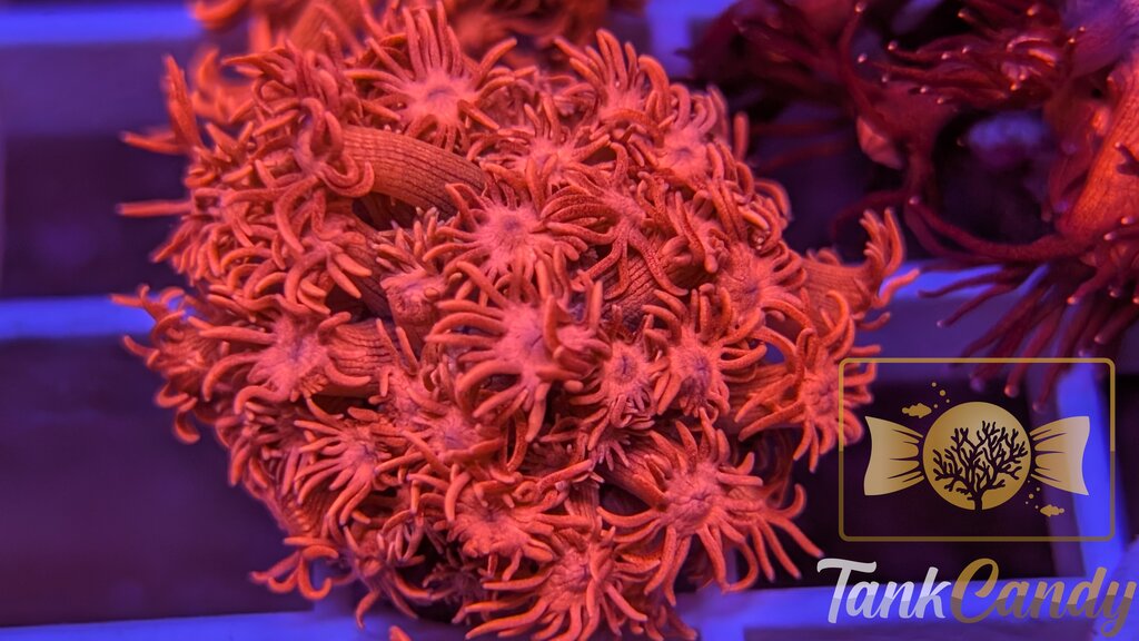 TC Bubblicious Goni WYSIWYG GI5