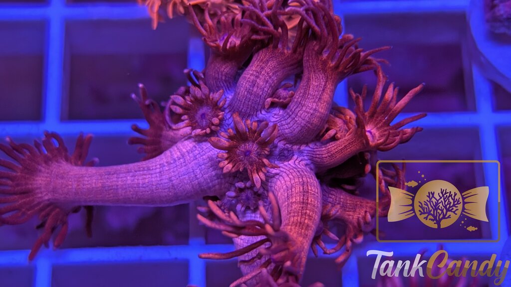 TC Red Dragon Goni WYSIWYG GI8