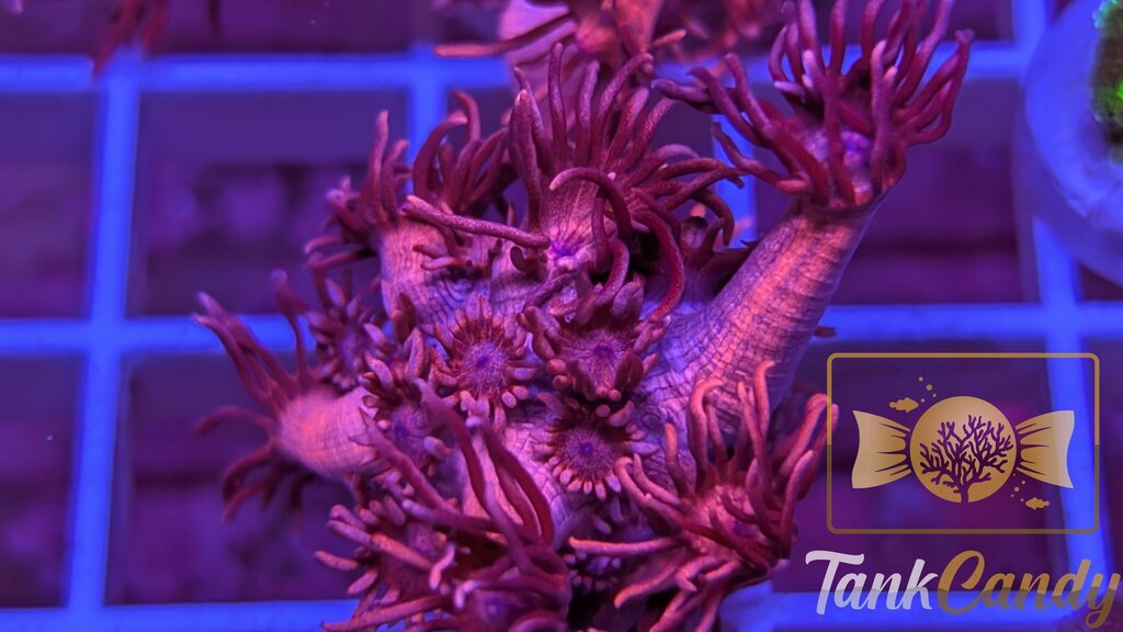 TC Red Dragon Goni WYSIWYG GI9