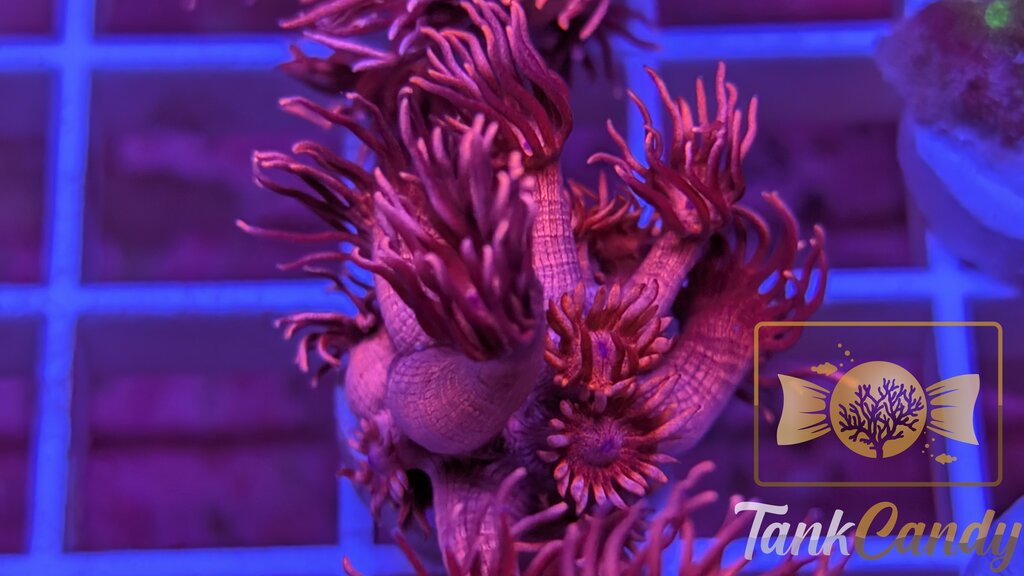 TC Red Dragon Goni WYSIWYG GI10