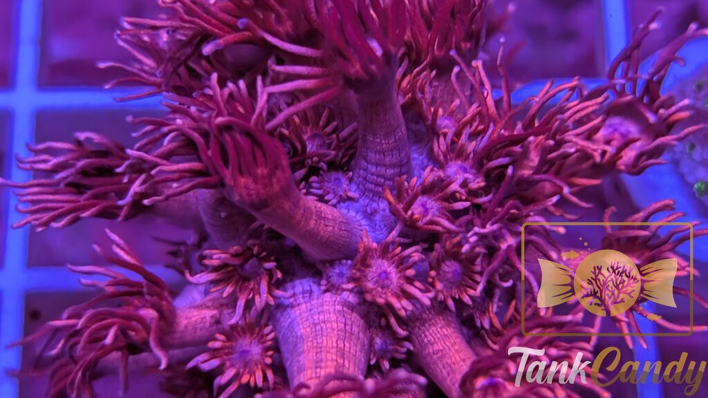 TC Red Dragon Goni WYSIWYG GI12