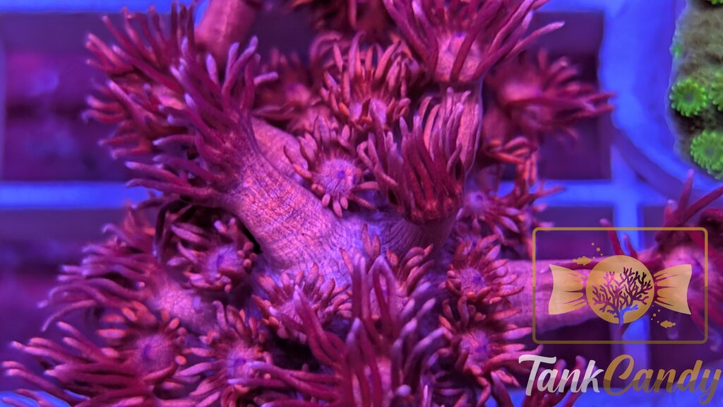 TC Red Dragon Goni WYSIWYG GI13