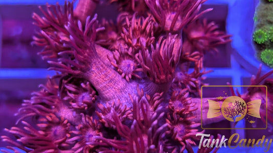 TC Red Dragon Goni WYSIWYG GI13