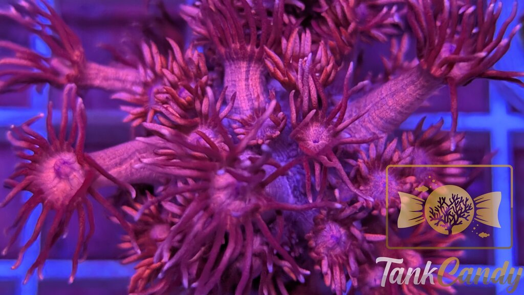 TC Red Dragon Goni WYSIWYG GI14