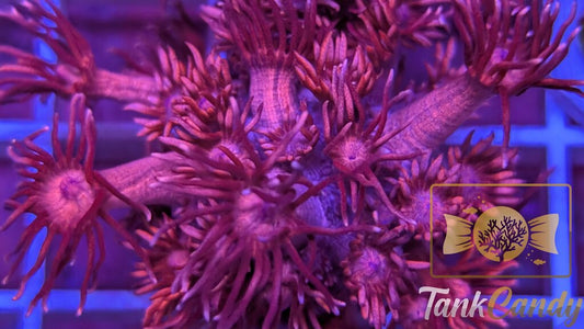 TC Red Dragon Goni WYSIWYG GI14