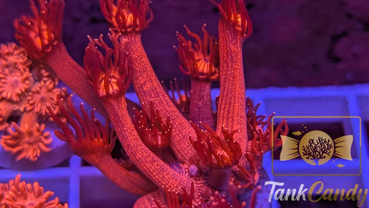 UC Red Glitter Tips Goni WYSIWYG GJ1