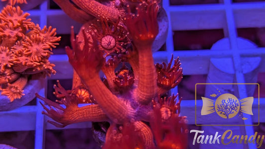 UC Red Glitter Tips Goni WYSIWYG GJ2