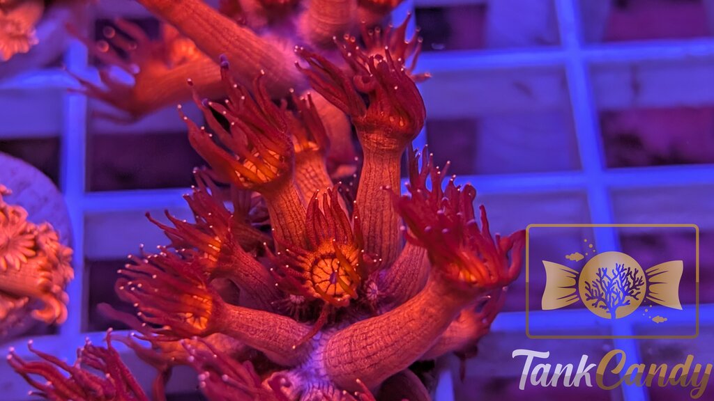 UC Red Glitter Tips Goni WYSIWYG GJ3