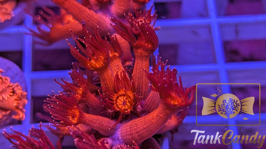 UC Red Glitter Tips Goni WYSIWYG GJ3