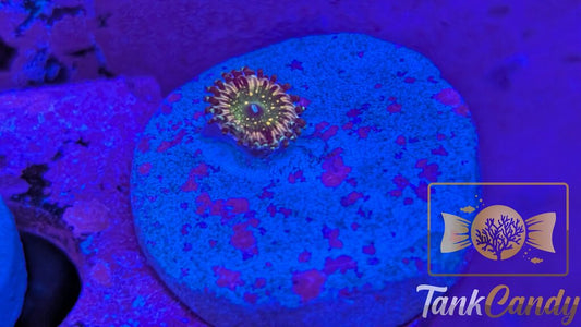 CK Monsters Inc Zoa WYSIWYG ZZ1