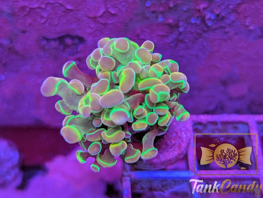 TC Yellow Hologram Hammer WYSIWYG HA1