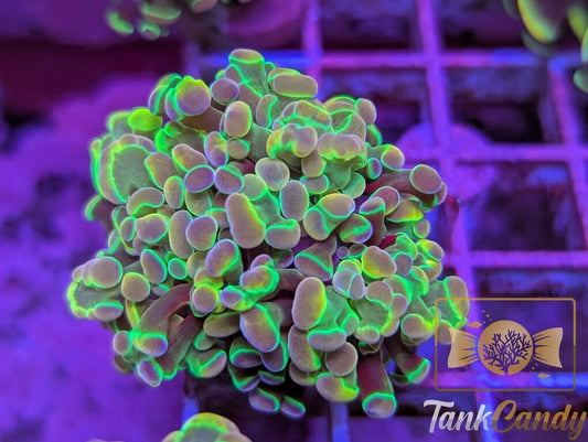 TC Yellow Hologram Hammer DOUBLE WYSIWYG HA2