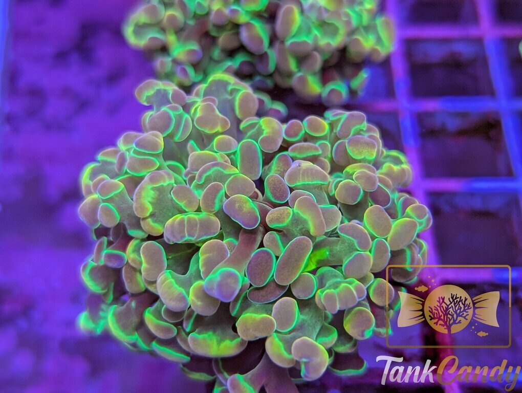 TC Yellow Hologram Hammer DOUBLE WYSIWYG HA3