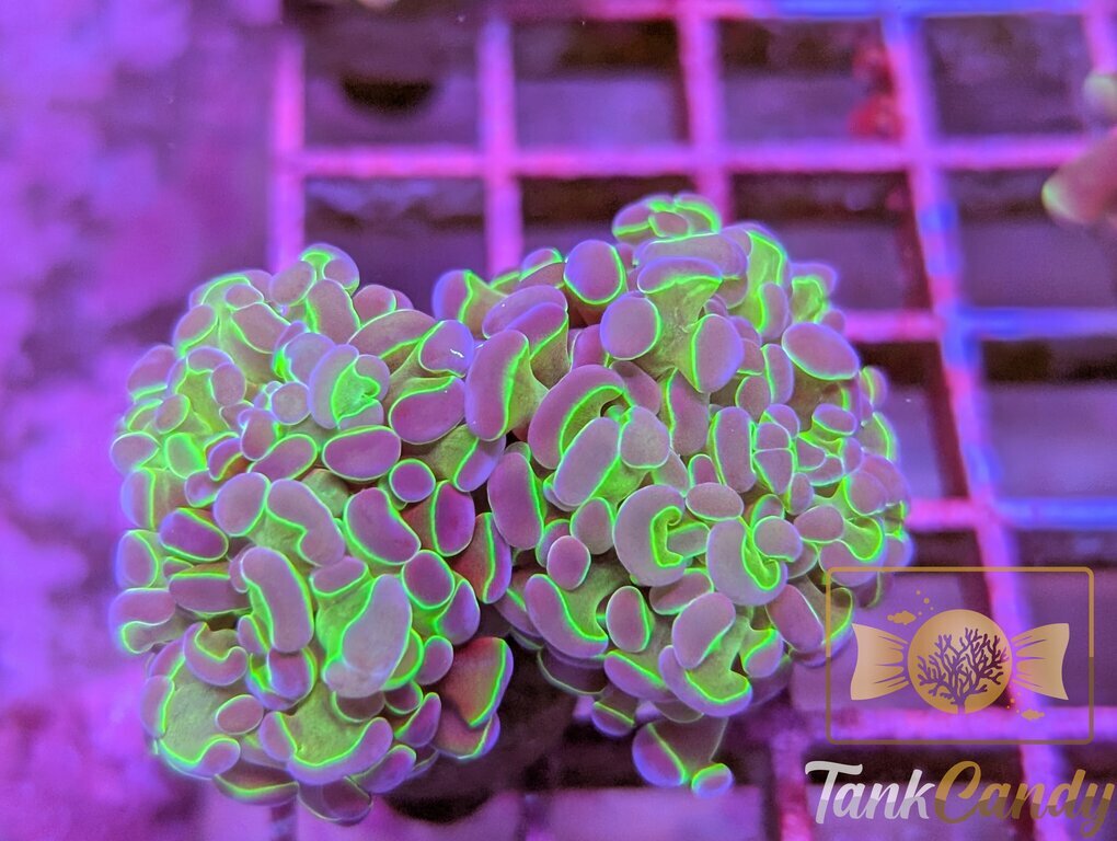 TC Hulk Hologram Hammer DOUBLE WYSIWYG HA4