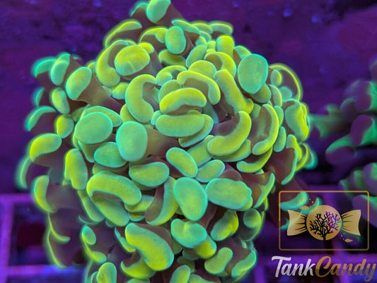 ASD Holy Grail Hammer WYSIWYG HB1