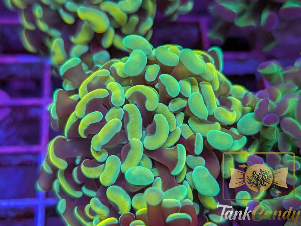 ASD Holy Grail Hammer WYSIWYG HB2