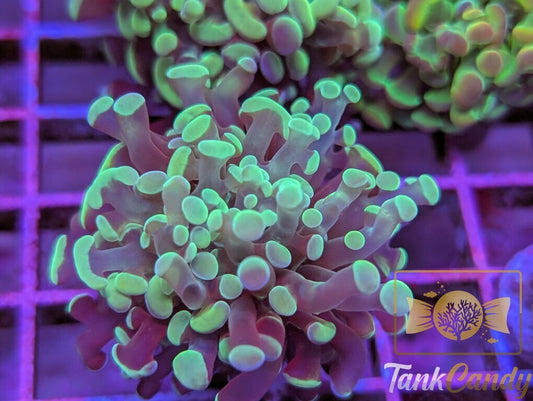 TC Bluey Hammer WYSIWYG HB5