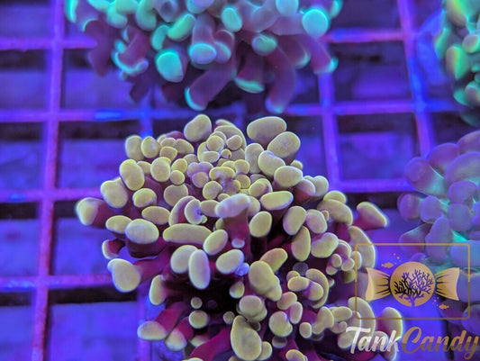 TC Peachy Hammer WYSIWYG HB6