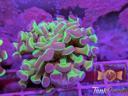 TC Purple Hologram Hammer WYSIWYG HC1