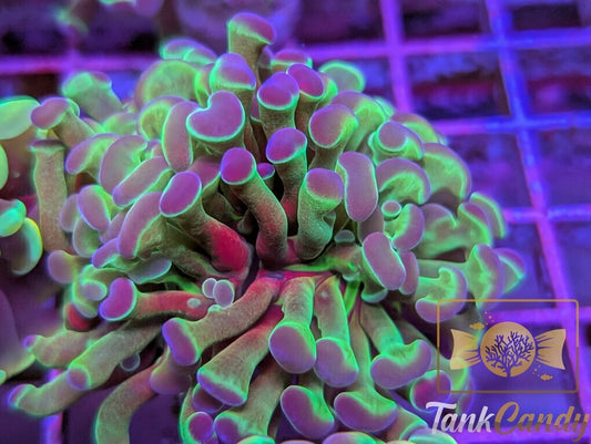 TC Purple Hologram Hammer WYSIWYG HC2