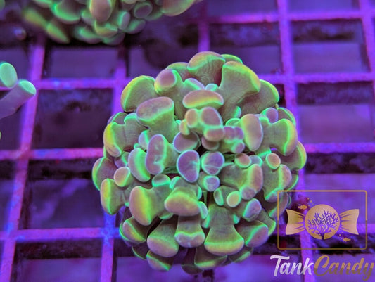 TC Rainbow Hologram Hammer WYSIWYG HC5