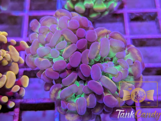 TC Candy Gram Hammer WYSIWYG [MUST] HC6