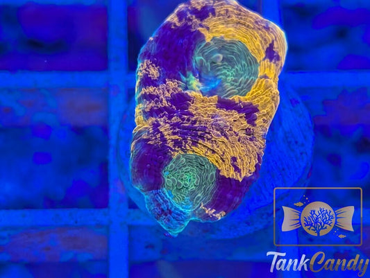 TC Orange Swirl Echinata WYSIWYG LF1