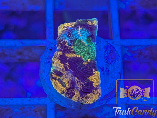 TC Orange Swirl Echinata WYSIWYG LF3