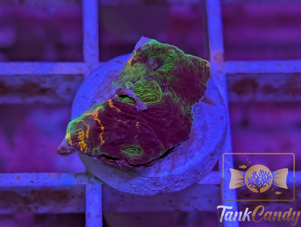 TC Orange Swirl Echinata WYSIWYG LF4