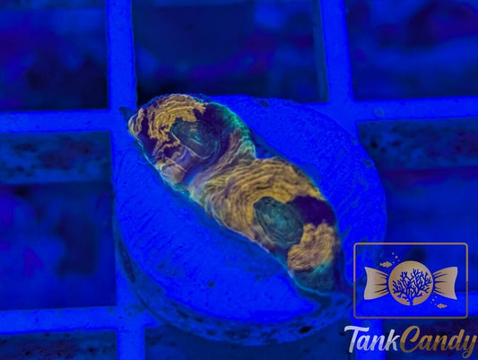 TC Orange Swirl Echinata WYSIWYG LF5