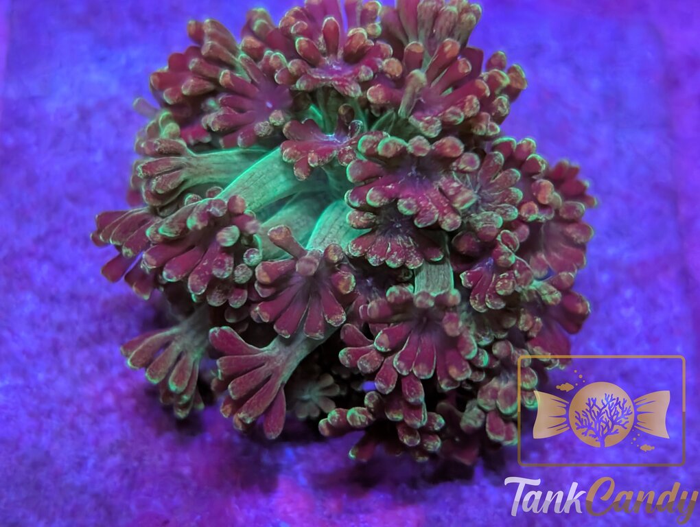 TSA Orangutan Alveopora