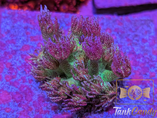 RAS Dark Night Glitter Goni