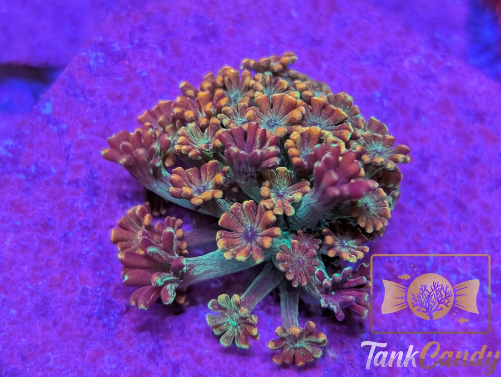 TSA Candy Runts Alveopora