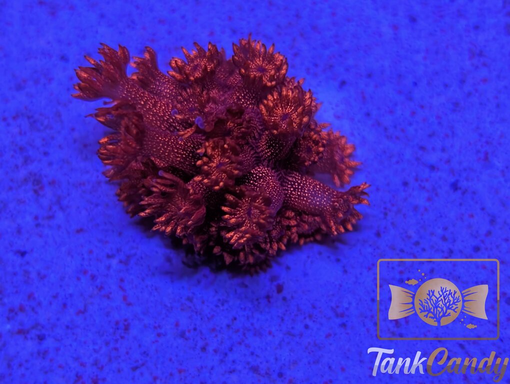 TC Red Cherry Bomb Glitter Goni