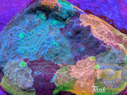 TankCandy Picasso Rainbow Chalice MUST