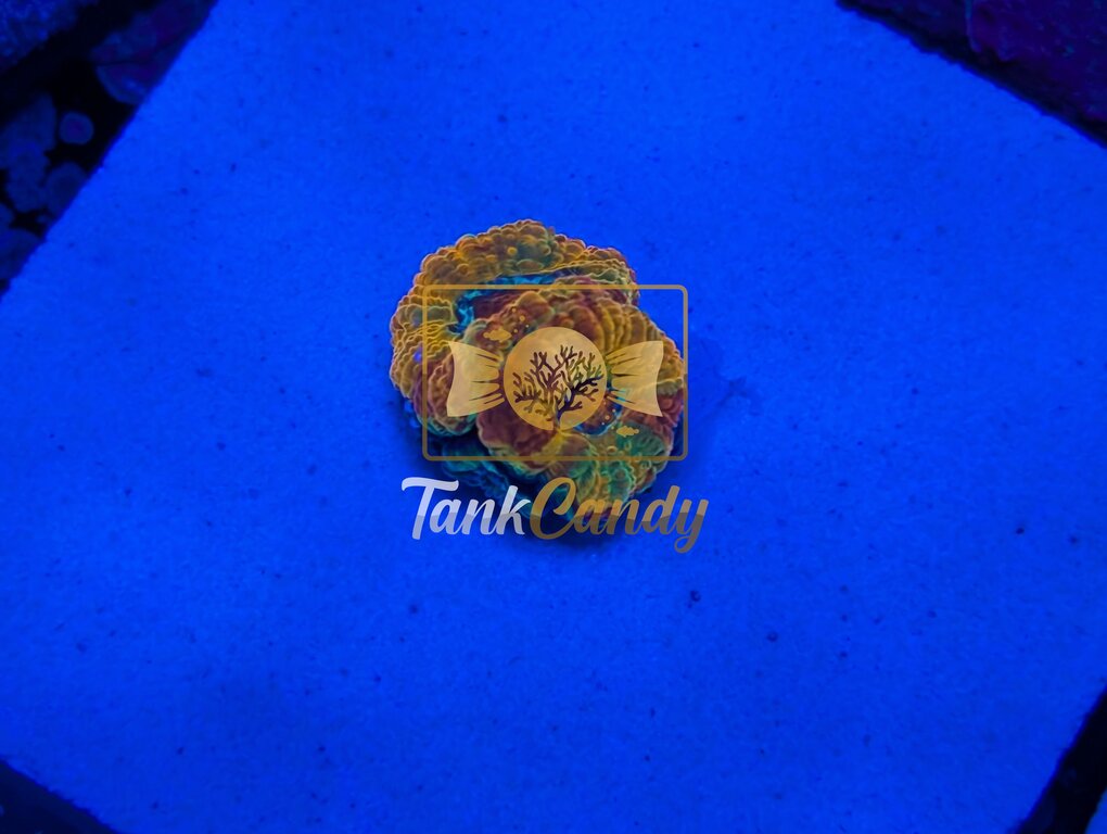 OG GB Jawbreaker Acan [MUST]