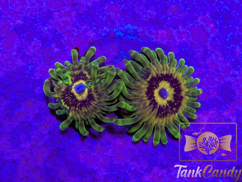 BBK Big Bird with Kermit Zoa