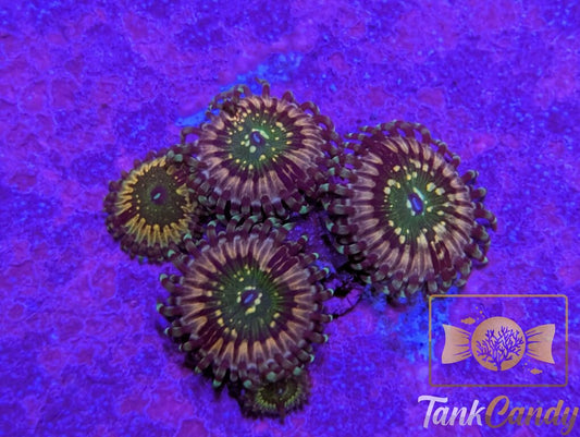 CK Monsters Inc Zoa
