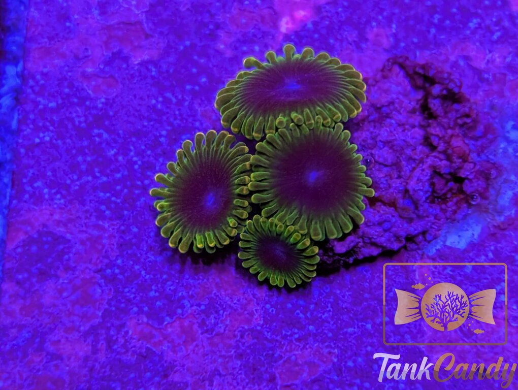 SBB Thermosphere Zoa